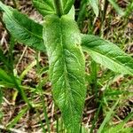 Lysimachia vulgaris Blatt