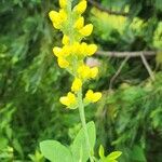 Baptisia sphaerocarpa Fleur