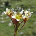 Saxifraga moschata Blodyn