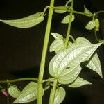 Arthrostemma ciliatum Blad