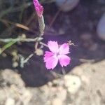 Dianthus lusitanus Flower