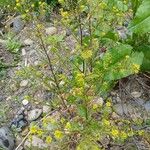 Rorippa palustris Habit