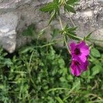 Geranium psilostemon Blomma