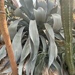 Agave americanaBlad