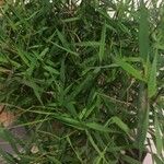 Bambusa multiplex Leaf