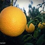 Citrus sinensis 果実