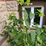 Mirabilis longiflora Hoja