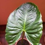 Alocasia macrorrhizos برگ