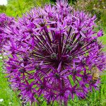 Allium giganteum പുഷ്പം