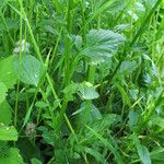 Barbarea vulgaris Leaf