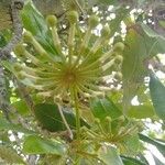 Stenocarpus sinuatus फल