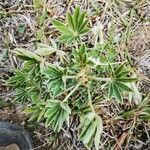 Lupinus argenteus Leaf