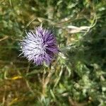 Carthamus caeruleus 花