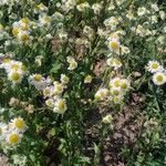 Erigeron strigosus花