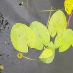 Nuphar pumila Feuille