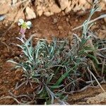 Erysimum bonannianum Habit