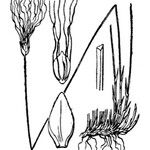 Trichophorum alpinum Övriga