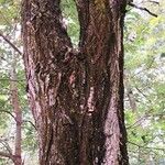 Camptotheca acuminata Rinde