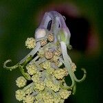 Mabea occidentalis 花