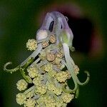 Mabea occidentalis Flower