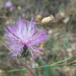 Centaurea pinnata Flower