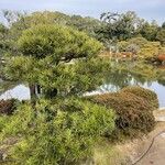 Podocarpus macrophyllus 形态
