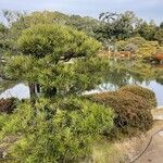 Podocarpus macrophyllus Habitus