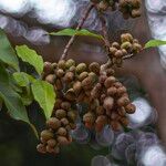 Magnolia champaca ഫലം