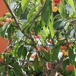 Prunus cerasus Облик