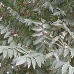 Sophora japonica Leaf