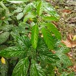 Brassaiopsis glomerulata Leaf