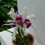 Cattleya purpurata