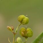 Veronica scutellata Fruit