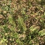 Lepidium densiflorum Лист