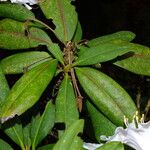 Rhododendron hyperythrum Levél