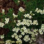 Saxifraga pentadactylis Habit