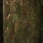 Pouteria grandis Bark