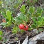 Arctostaphylos uva-ursi ফল