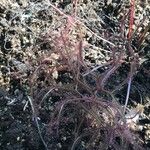 Drosera binata Lapas