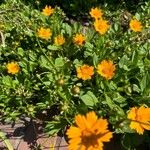 Coreopsis auriculata Blomma