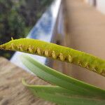 Bulbophyllum scaberulum Fruto