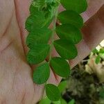 Vicia dumetorum Blad