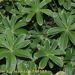 Alchemilla alpigena Habitus