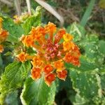 Lantana camara花