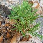 Dianthus gyspergerae Hoja