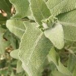 Salvia canariensis List