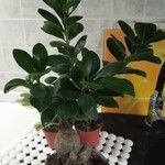 Ficus microcarpa Folha