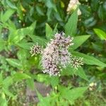 Eupatorium cannabinumFloare