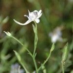 Delphinium pubescens Fleur