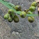 Sisyrinchium angustifolium Fruit